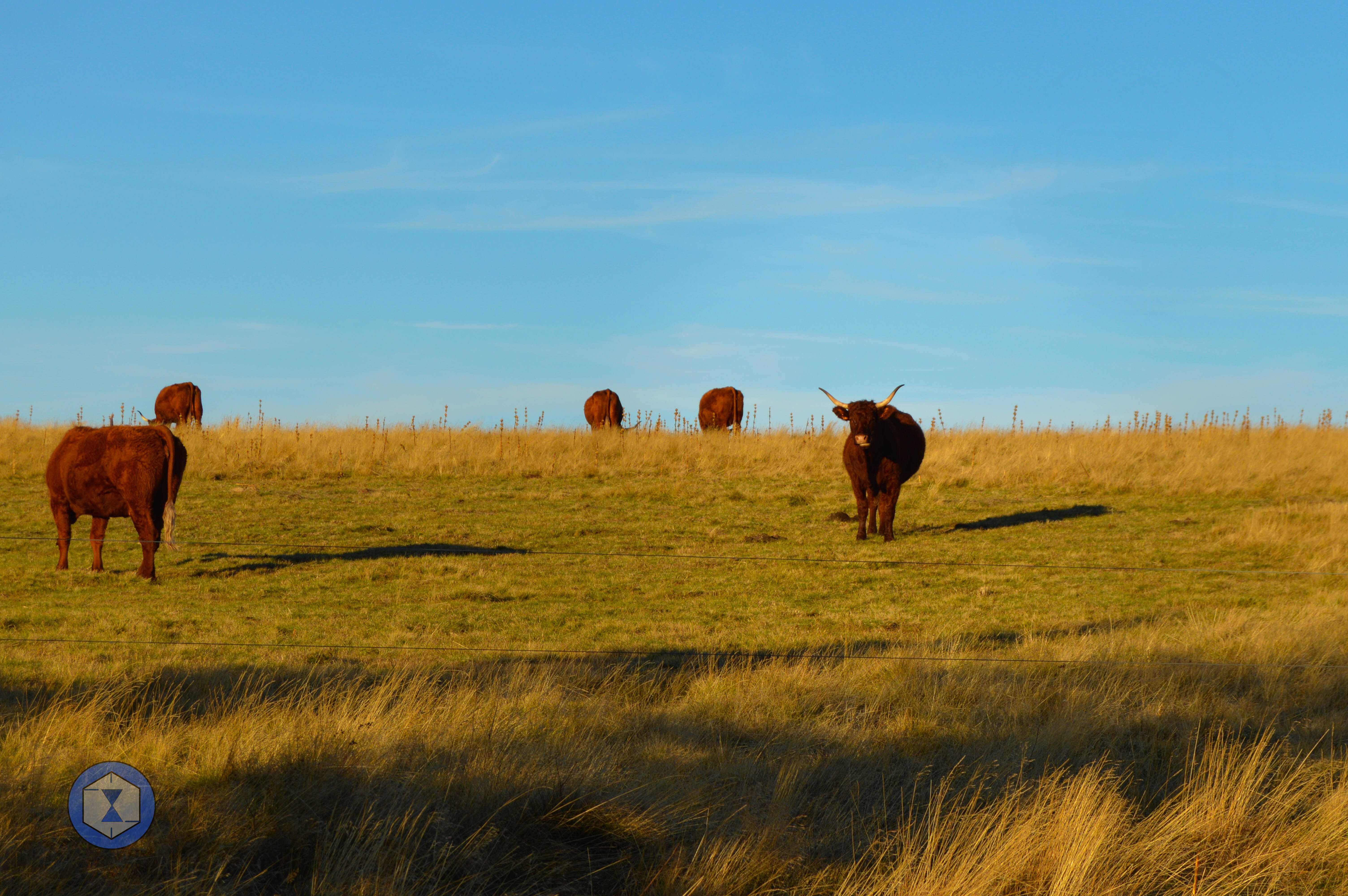 Super_Besse_68e24aa0b80cc